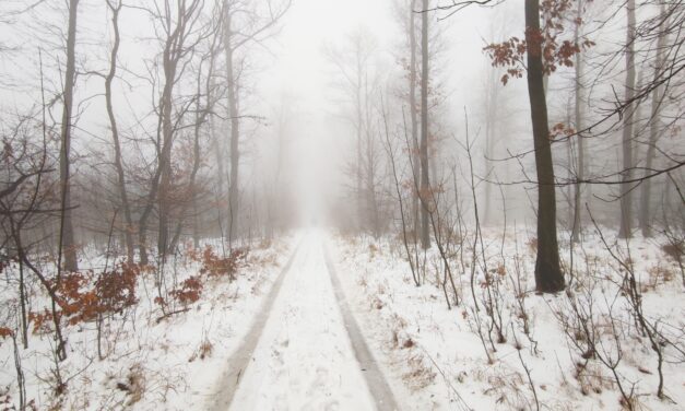Téli túra Magyarországon: az erdőben akkor is van hó, ha máshol nem